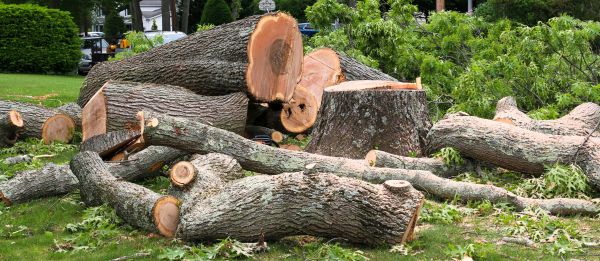 Cost of Large Tree Removal in Marietta