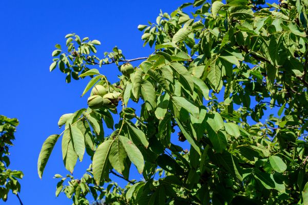 Cost of Walnut Tree Removal in Marietta