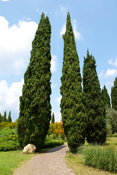 Cost of Cypress Tree Removal in Marietta