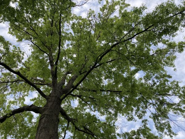 Cost of Oak Tree Removal in Marietta
