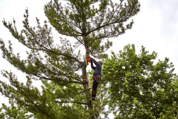 Cost of Pine Tree Removal in Marietta