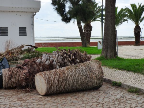 Cost of Palm Trees Removal in Marietta