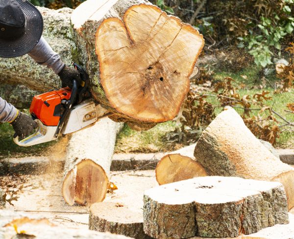 Cost of Tree Removal Service in Marietta
