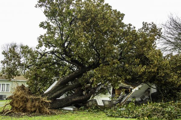 Cost of Fallen Tree Removal in Marietta