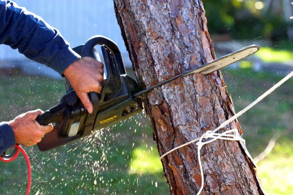 Cost of Dead Tree Removal in Marietta