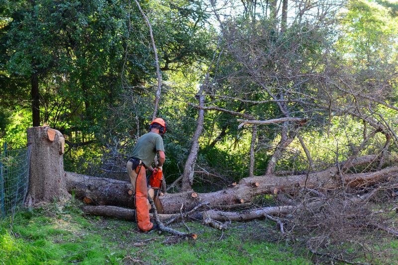 Tree Removal Service detail