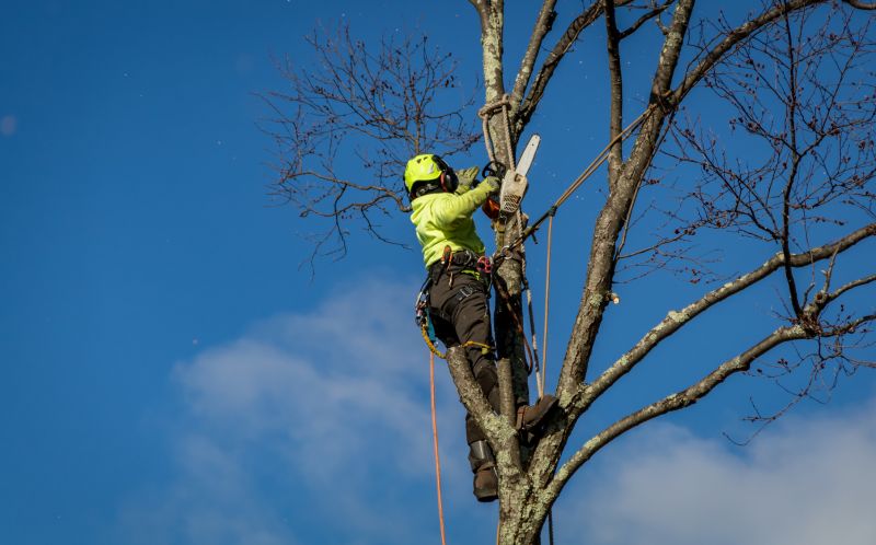 Urban Tree Removal