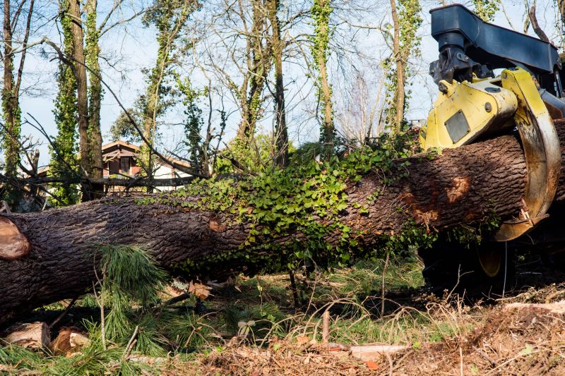 Tree Removal Companies